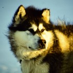 Max of the Huns one of the last members of a working sled dog team in Antarctica, Rothera 1990